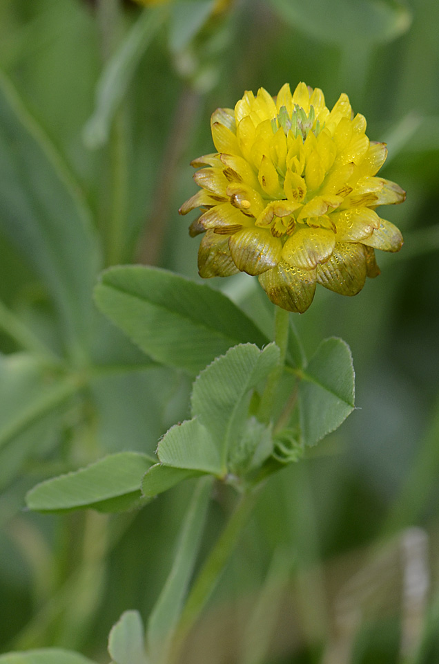 Trifolium badium / Trifoglio bruno